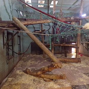 Bonobo indoors 7.7.24