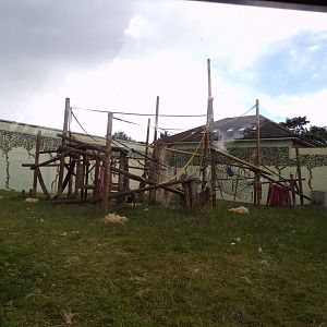 Bonobo enclosure 7.7.24