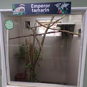 Emperor tamarin indoors 7.7.24