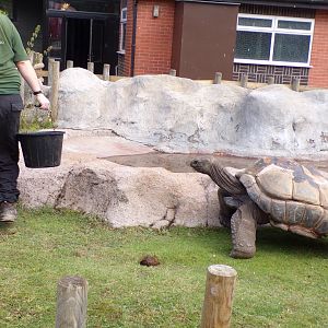 Aladbra tortoise with keeper 7.7.24