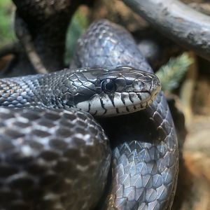 Western Rat Snake (Pantherophis obsoletus)