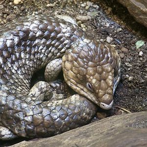 Western Shingleback Skink (Tiliqua rugosa rugosa)