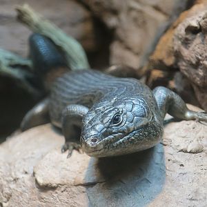 King's Skink (Egernia kingii)