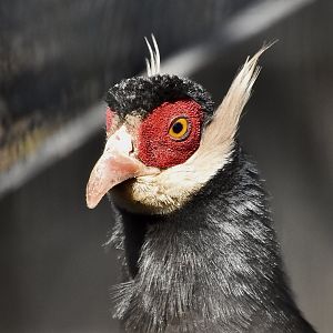 Brown Eared-Pheasant (Crossoptilon mantchuricum)