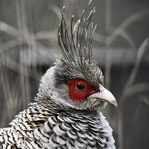 Cheer Pheasant (Catreus wallichii) male