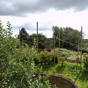 One of the gibbon forest islands 7.7.24