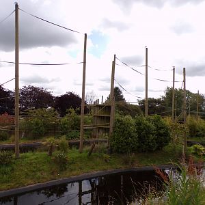 One of the gibbon forest islands 7.7.24