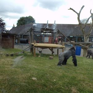Western lowland gorilla enclosure 7.7.24