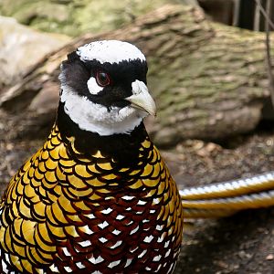 Reeves' Pheasant (Syrmaticus reevesii) male