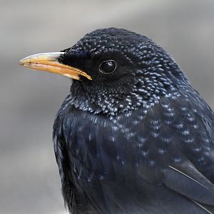 Blue Whistling Thrush (Myophonus caeruleus)
