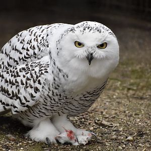 Snowy Owl (Bubo scandiacus) female