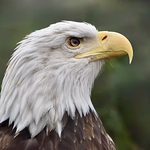 Bald Eagle (Haliaeetus leucocephalus)