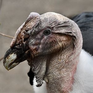 Andean Condor (Vultur gryphus) male