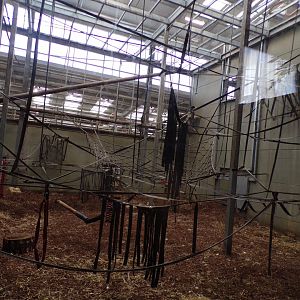 Chimpanzee indoors 7.7.24