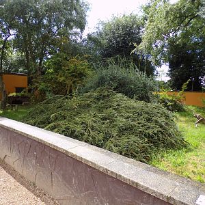 Tortoise enclosure 7.7.24 (read caption)