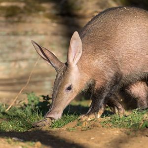 Aardvark ,ZSL Whipsnade, UK