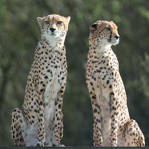 Cheetahs , ZSL Whipsnade, UK