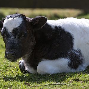 Shetland cow calf , ZSL Whipsnade, UK