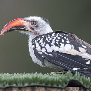 Northern Red Billed Hornbill ,ZSL Whipsnade, UK