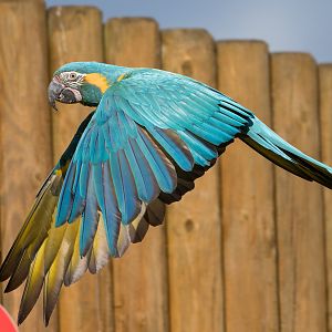 Blue throated Macaw ,ZSL Whipsnade, UK