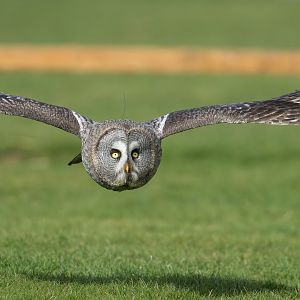 Great Grey Owl ,ZSL Whipsnade, UK