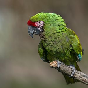Military Macaw ,ZSL Whipsnade, UK