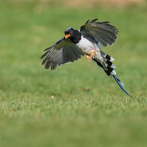 Red-Billed Blue Magpie ,ZSL Whipsnade, UK