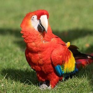 Scarlet Macaw ,ZSL Whipsnade, UK