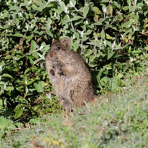 Abyssinian grass rat (Arvicanthis abyssinicus)