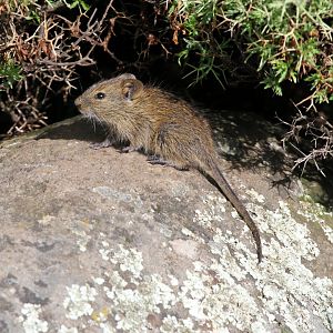 Abyssinian grass rat (Arvicanthis abyssinicus)