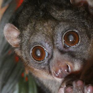 Potto (Perodicticus potto)