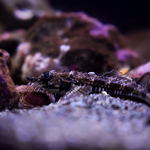 Northern Spearnose Poacher