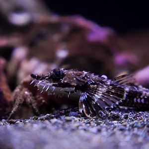 Northern Spearnose Poacher