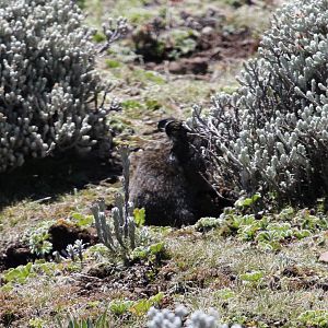 Heller's vlei rat (Otomys helleri)