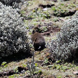 Heller's vlei rat (Otomys helleri)