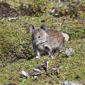 Black-clawed Brush-furred Rat (Lophuromys melanonyx)