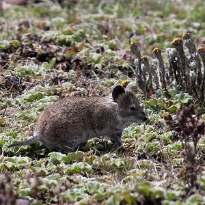 Black-clawed Brush-furred Rat (Lophuromys melanonyx)