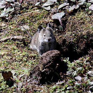 Black-clawed Brush-furred Rat (Lophuromys melanonyx)