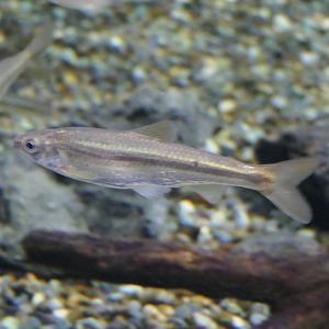 Biwa Moroko Gudgeon (Gnathopogon caerulescens) - Lake Biwa Museum