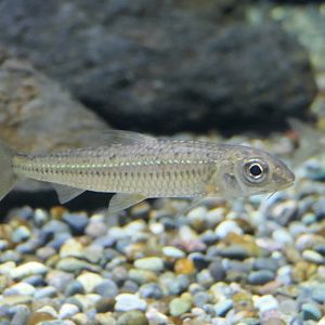 Sugo-moroko (Squalidus chankaensis biwae) - Lake Biwa Museum