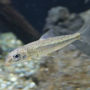 Sugo-moroko (Squalidus chankaensis biwae) - Lake Biwa Museum
