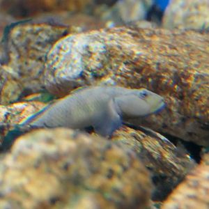 Biwayoshinobori (Rhinogobius biwaensis) - Lake Biwa Museum