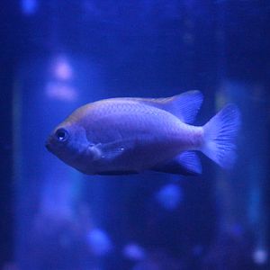 Bowtie damselfish (Neoglyphidodon melas)