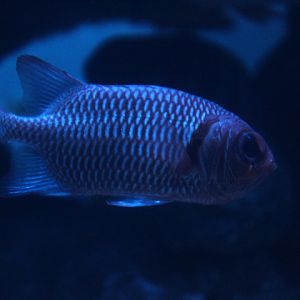 Doubletooth soldierfish (Myripristis hexagona)