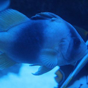 Barred soapfish (Diploprion bifasciatum)