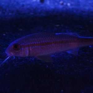 Yellowfin goatfish (Mulloidichthys vanicolensis)