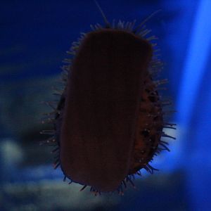 Spotted cowrie (Cypraea tigris 'pardalis')