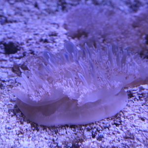 Upside-down jelly (Cassiopea andromeda)
