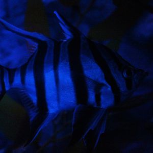 Old wife (Enoplosus armatus)