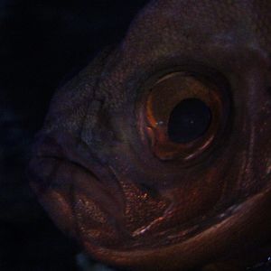 Popeye catalufa (Pristigenys serrula)